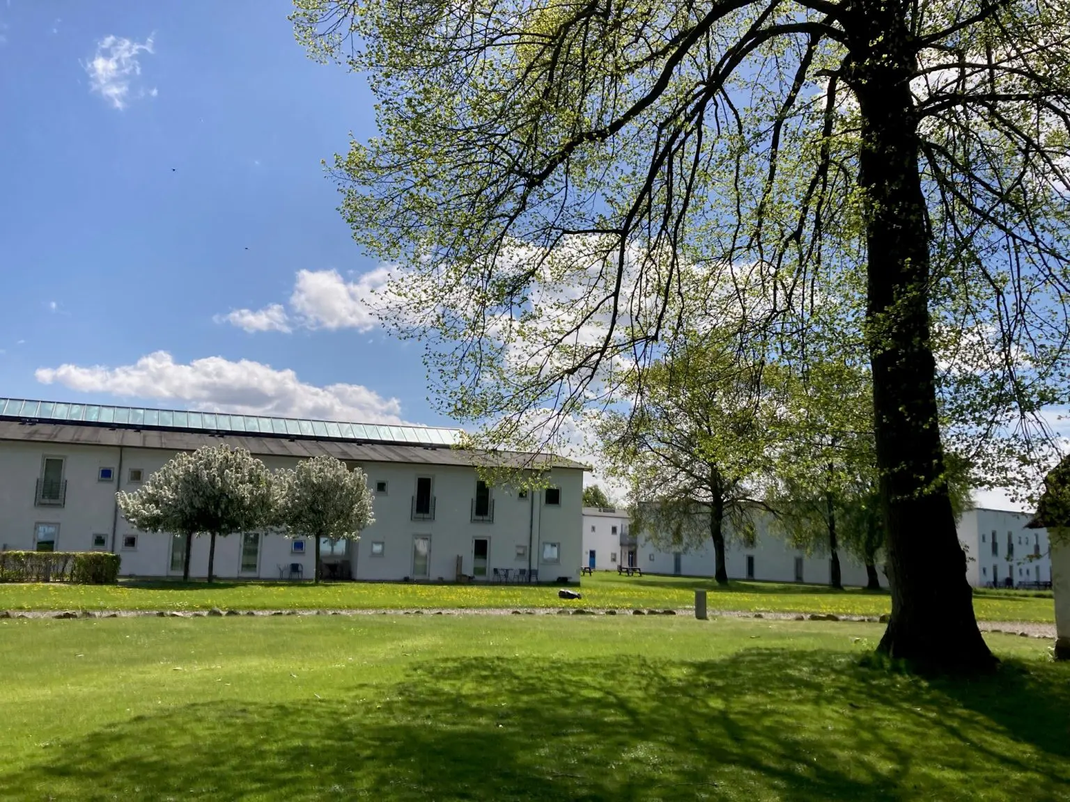 have og bygning stort træ