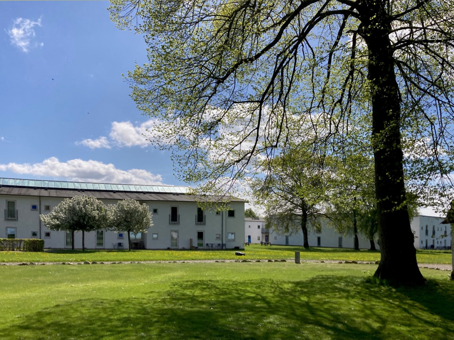 have og bygning stort træ